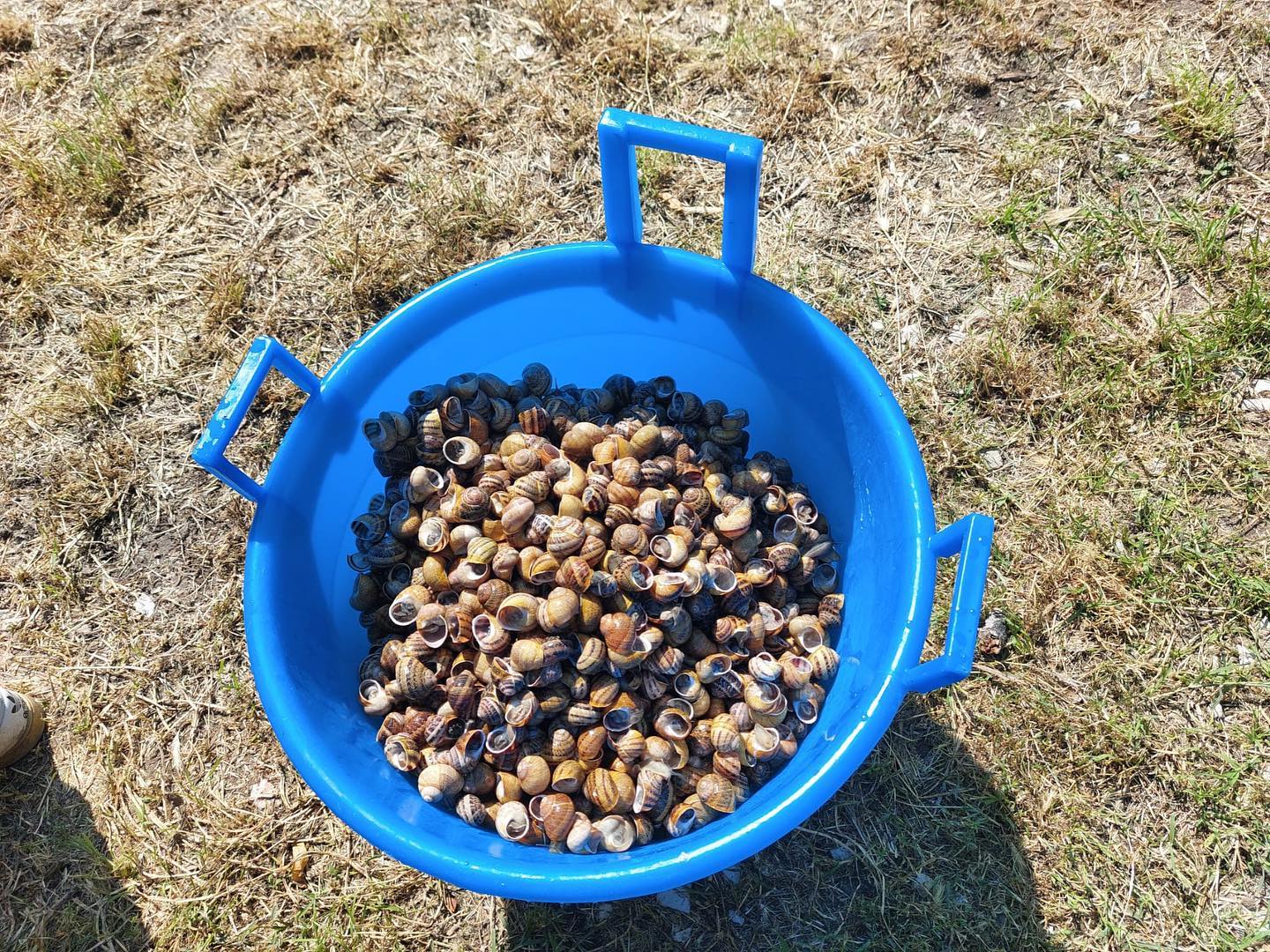 Lumache raccolte in un grande cesto blu