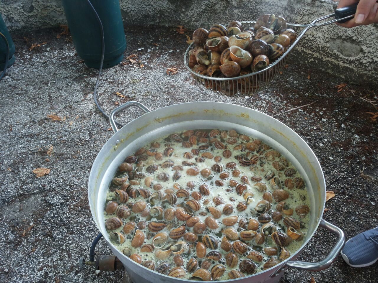 Lumache durante la preparazione in una grande pentola